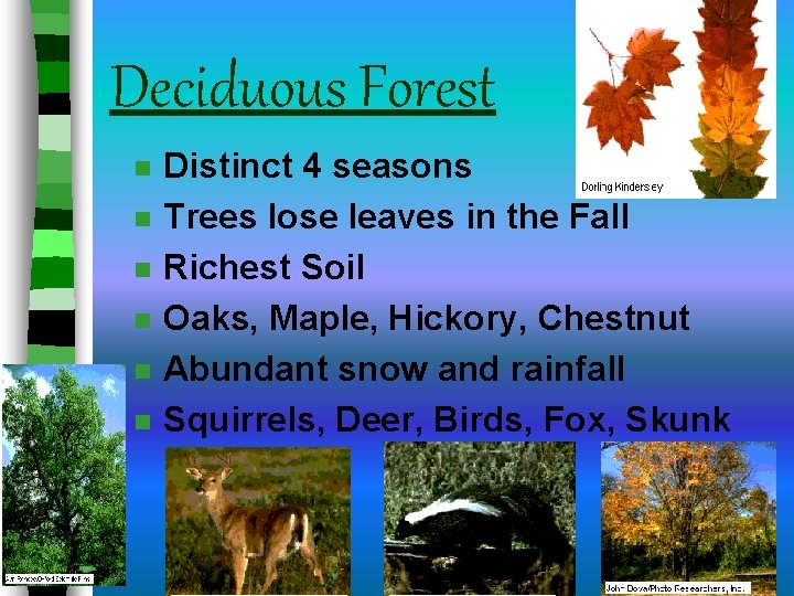 Deciduous Forest n n n Distinct 4 seasons Trees lose leaves in the Fall Deciduous Forest n n n Distinct 4 seasons Trees lose leaves in the Fall