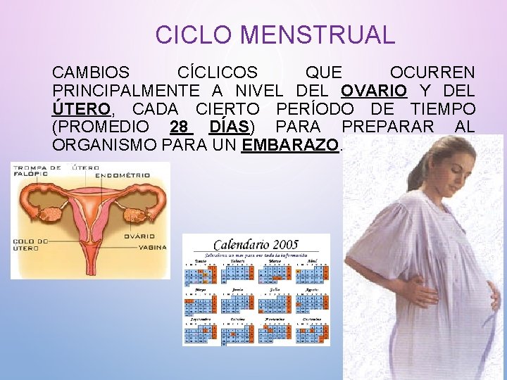 CICLO MENSTRUAL CAMBIOS CÍCLICOS QUE OCURREN PRINCIPALMENTE A NIVEL DEL OVARIO Y DEL ÚTERO,