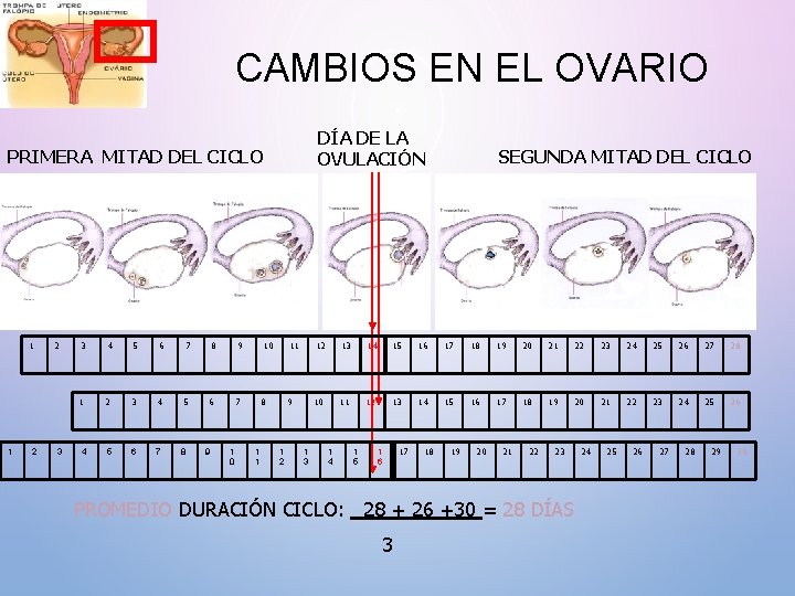 CAMBIOS EN EL OVARIO DÍA DE LA OVULACIÓN PRIMERA MITAD DEL CICLO 1 1