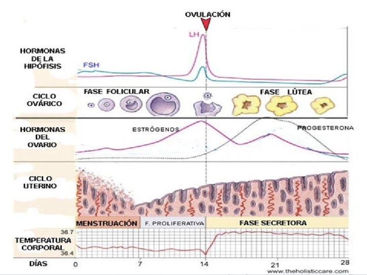 REGISTRO DE UN CICLO DE 28 DÍAS EN EL CALENDARIO. 1 X 2 X