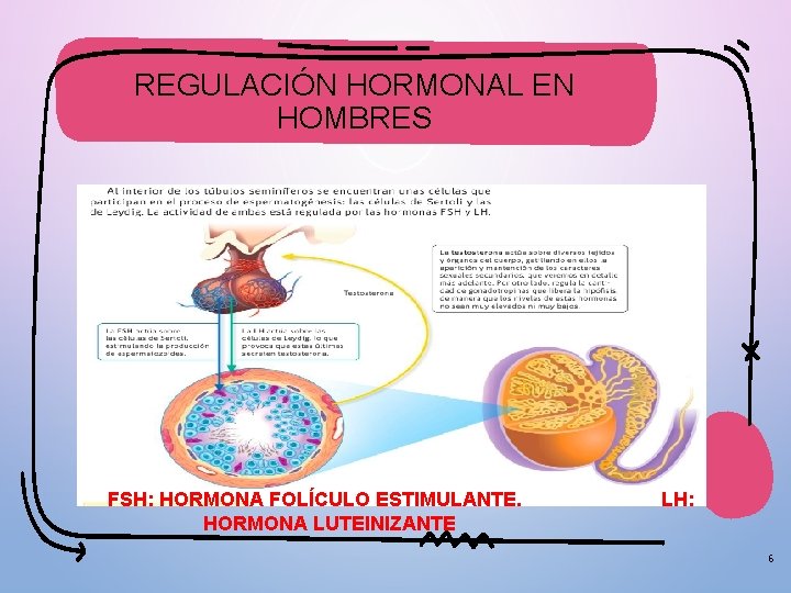 REGULACIÓN HORMONAL EN HOMBRES FSH: HORMONA FOLÍCULO ESTIMULANTE. HORMONA LUTEINIZANTE LH: 6 