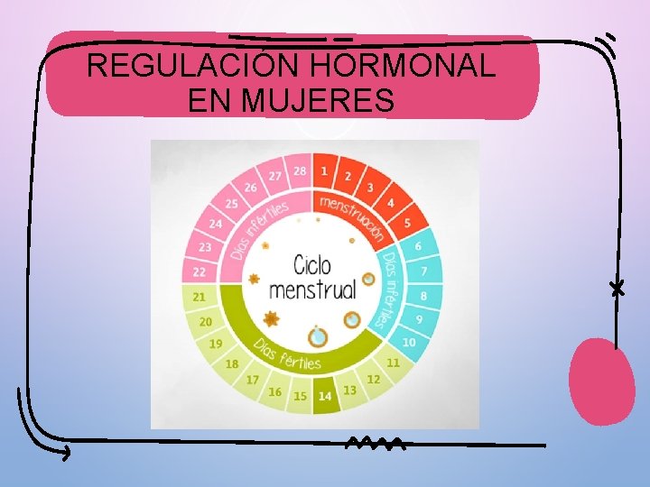 REGULACIÓN HORMONAL EN MUJERES 