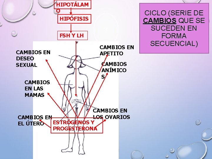 HIPOTÁLAM O HIPÓFISIS FSH Y LH CAMBIOS EN DESEO SEXUAL CAMBIOS EN LAS MAMAS