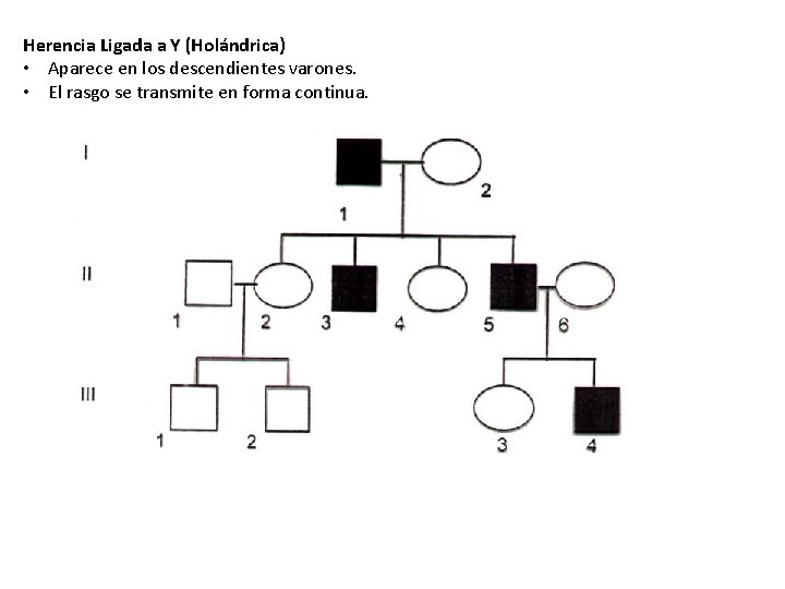 Herencia Ligada a Y (Holándrica) • Aparece en los descendientes varones. • El rasgo