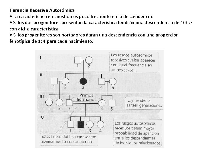 Herencia Recesiva Autosómica: • La característica en cuestión es poco frecuente en la descendencia.