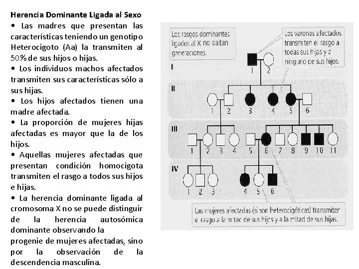 Herencia Dominante Ligada al Sexo • Las madres que presentan las características teniendo un