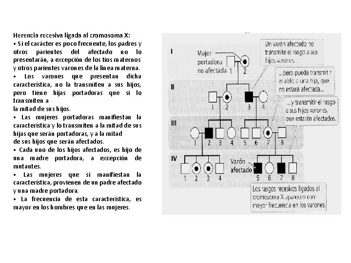Herencia recesiva ligada al cromosoma X: • Si el carácter es poco frecuente, los