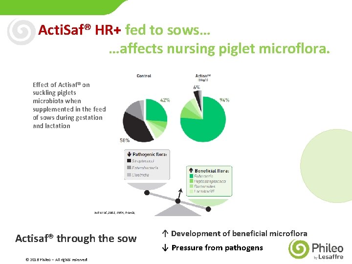 Acti. Saf® HR+ fed to sows… …affects nursing piglet microflora. Effect of Actisaf® on