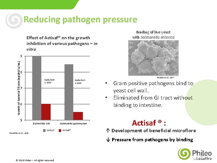 Reducing pathogen pressure Effect of Actisaf® on the growth inhibition of various pathogens –