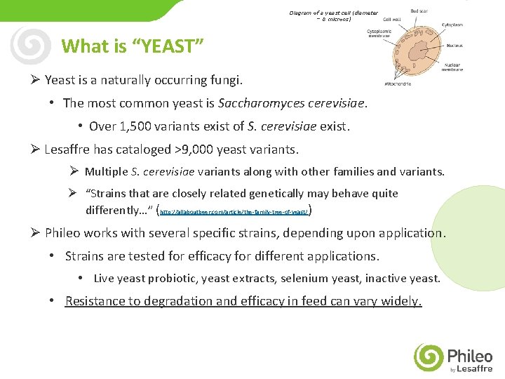 Diagram of a yeast cell (diameter = 8 microns) What is “YEAST” Ø Yeast