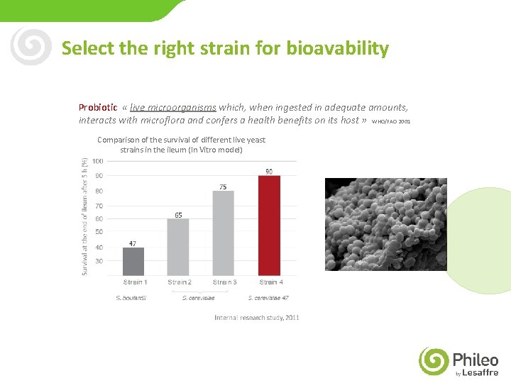 Select the right strain for bioavability Probiotic « live microorganisms which, when ingested in