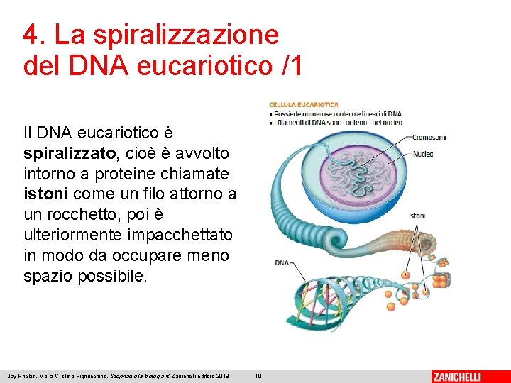 4. La spiralizzazione del DNA eucariotico /1 Il DNA eucariotico è spiralizzato, cioè è