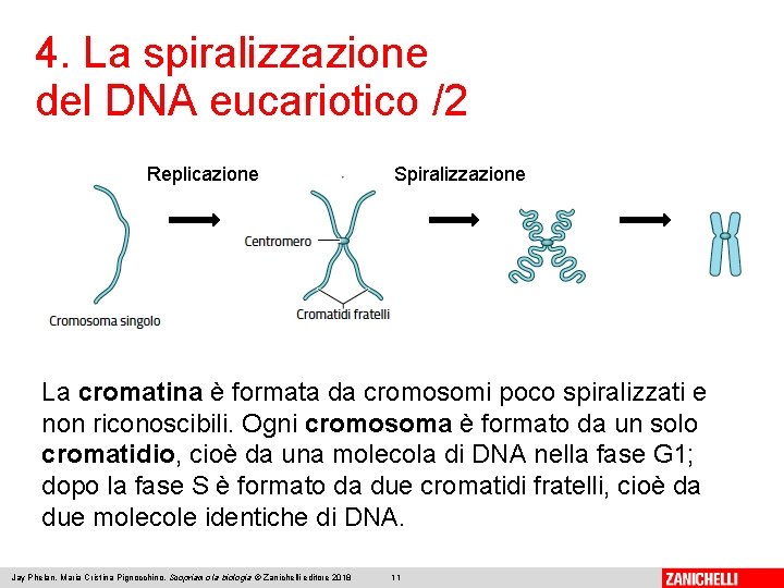 4. La spiralizzazione del DNA eucariotico /2 Replicazione Spiralizzazione La cromatina è formata da