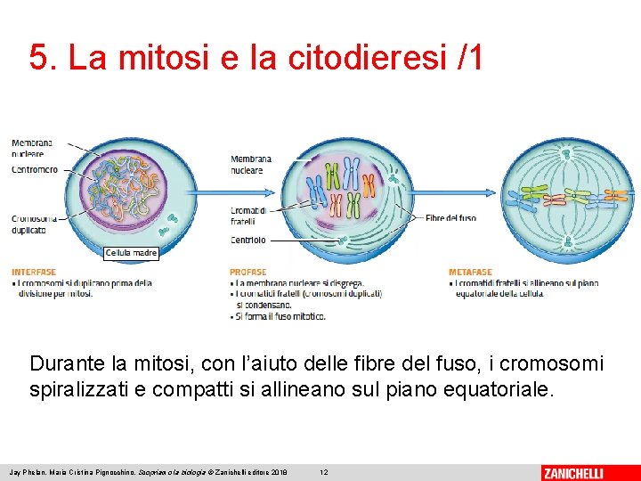 5. La mitosi e la citodieresi /1 Durante la mitosi, con l’aiuto delle fibre