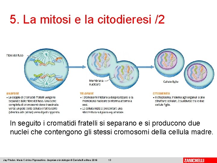 5. La mitosi e la citodieresi /2 In seguito i cromatidi fratelli si separano