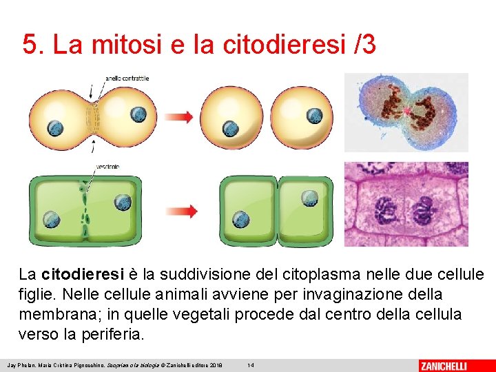 5. La mitosi e la citodieresi /3 La citodieresi è la suddivisione del citoplasma