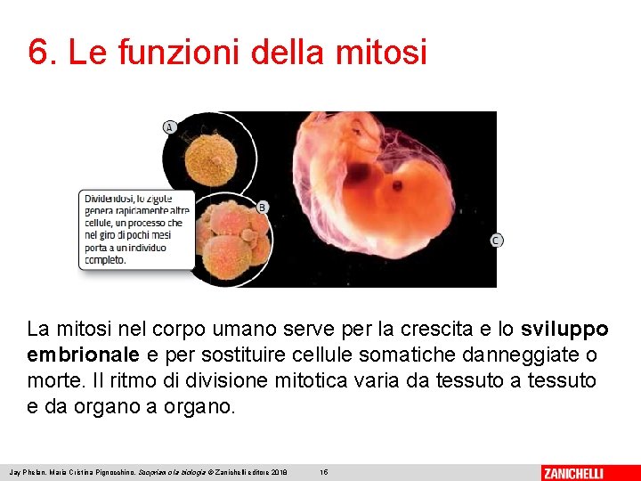 6. Le funzioni della mitosi La mitosi nel corpo umano serve per la crescita