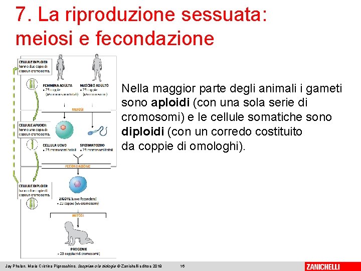 7. La riproduzione sessuata: meiosi e fecondazione Nella maggior parte degli animali i gameti