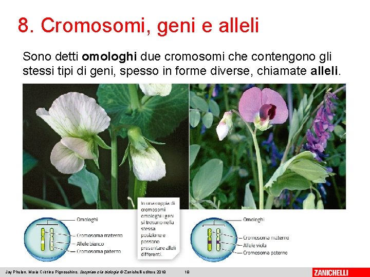 8. Cromosomi, geni e alleli Sono detti omologhi due cromosomi che contengono gli stessi