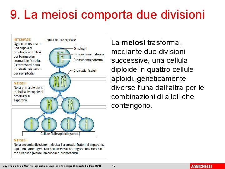 9. La meiosi comporta due divisioni La meiosi trasforma, mediante due divisioni successive, una