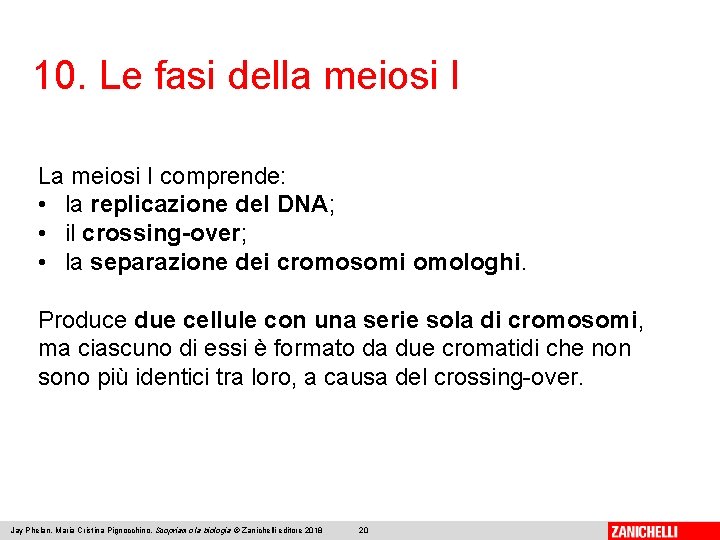 10. Le fasi della meiosi I La meiosi I comprende: • la replicazione del