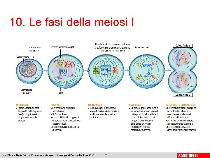 10. Le fasi della meiosi I Jay Phelan, Maria Cristina Pignocchino, Scopriamo la biologia