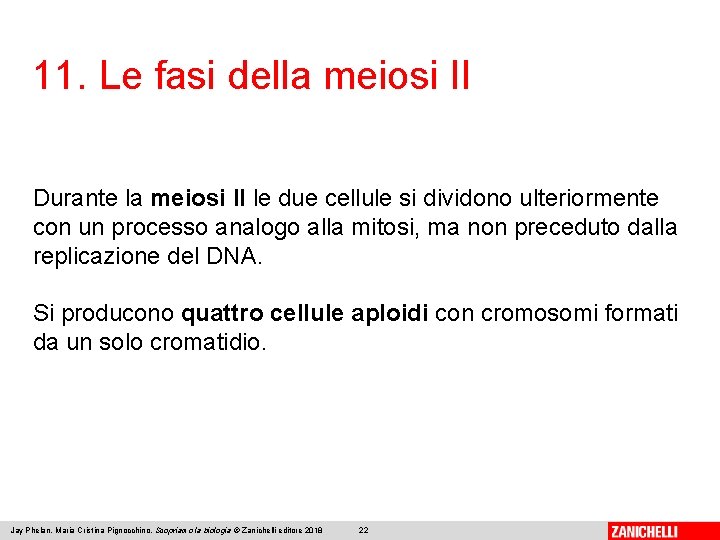 11. Le fasi della meiosi II Durante la meiosi II le due cellule si