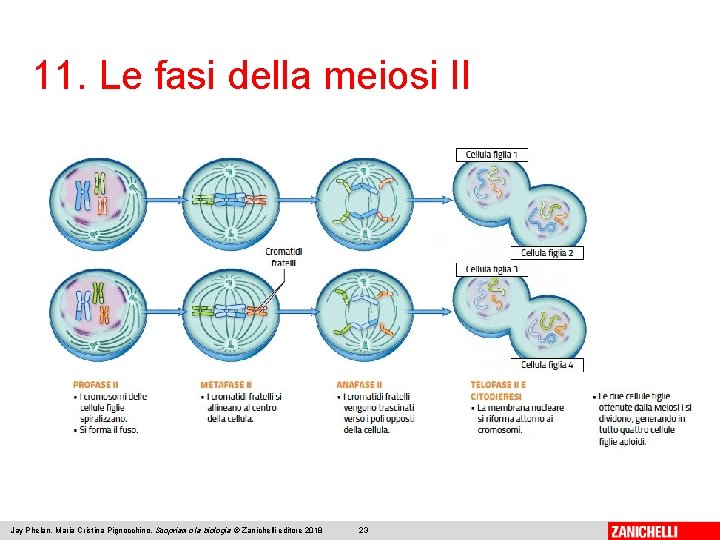 11. Le fasi della meiosi II Jay Phelan, Maria Cristina Pignocchino, Scopriamo la biologia
