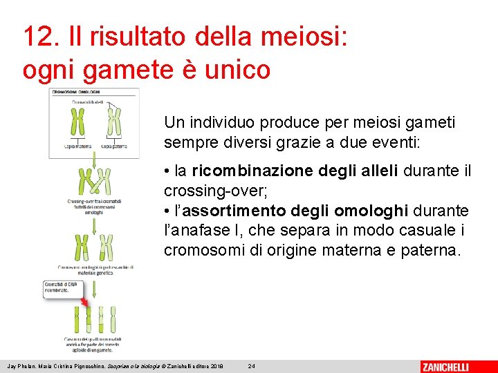12. Il risultato della meiosi: ogni gamete è unico Un individuo produce per meiosi