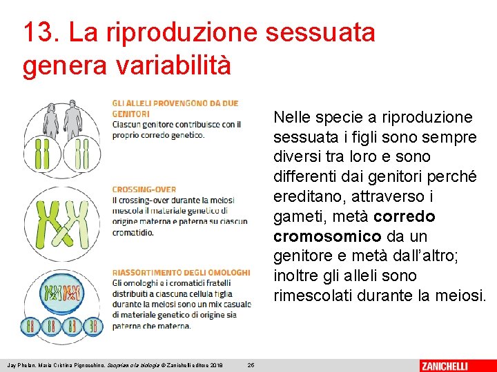 13. La riproduzione sessuata genera variabilità Nelle specie a riproduzione sessuata i figli sono