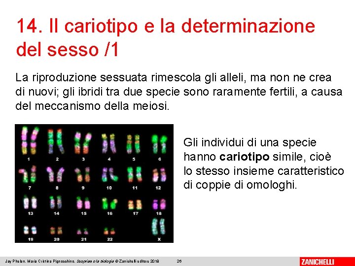 14. Il cariotipo e la determinazione del sesso /1 La riproduzione sessuata rimescola gli