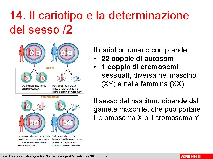 14. Il cariotipo e la determinazione del sesso /2 Il cariotipo umano comprende •