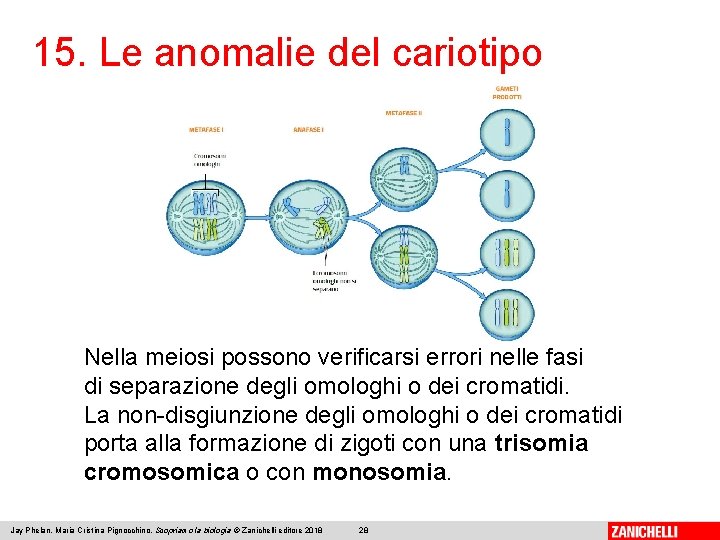 15. Le anomalie del cariotipo Nella meiosi possono verificarsi errori nelle fasi di separazione