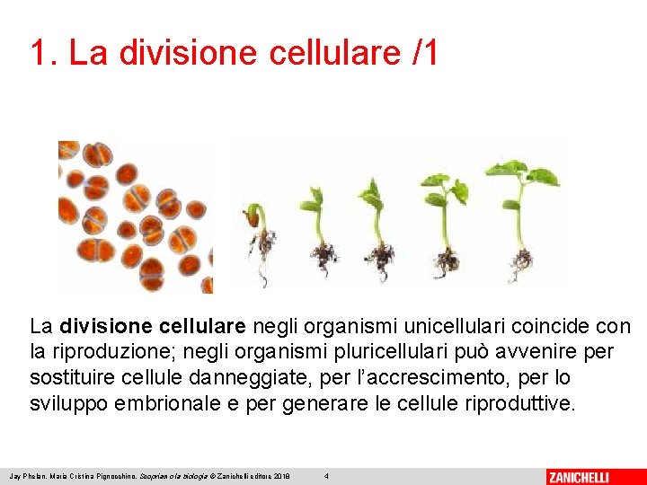 1. La divisione cellulare /1 La divisione cellulare negli organismi unicellulari coincide con la