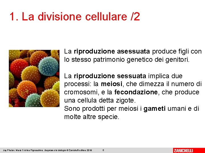 1. La divisione cellulare /2 La riproduzione asessuata produce figli con lo stesso patrimonio