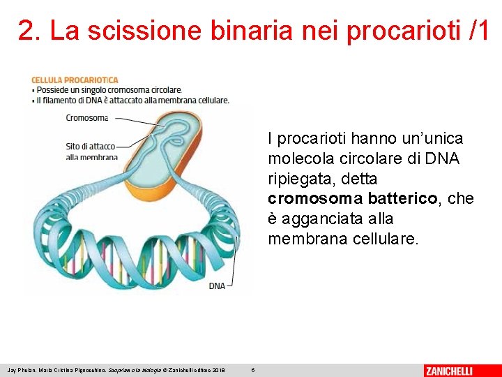 2. La scissione binaria nei procarioti /1 I procarioti hanno un’unica molecola circolare di