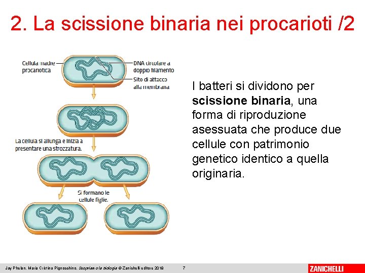 2. La scissione binaria nei procarioti /2 I batteri si dividono per scissione binaria,