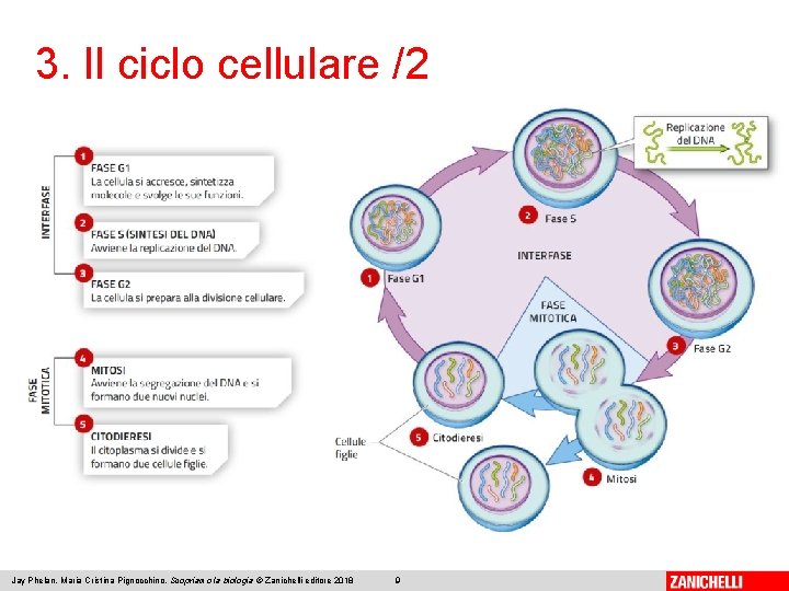 3. Il ciclo cellulare /2 Jay Phelan, Maria Cristina Pignocchino, Scopriamo la biologia ©