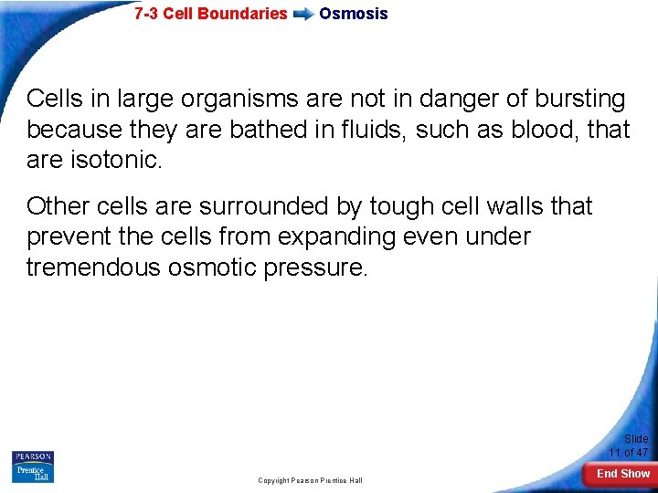 7 -3 Cell Boundaries Osmosis Cells in large organisms are not in danger of 7 -3 Cell Boundaries Osmosis Cells in large organisms are not in danger of