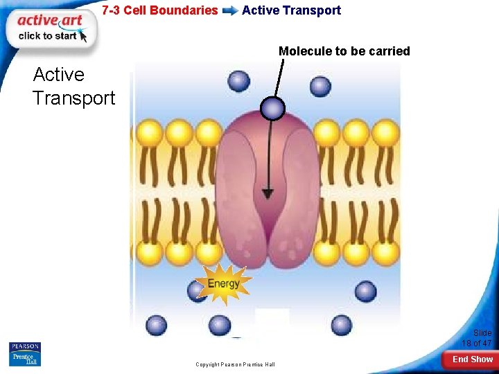 7 -3 Cell Boundaries Active Transport Molecule to be carried Active Transport Slide 18
