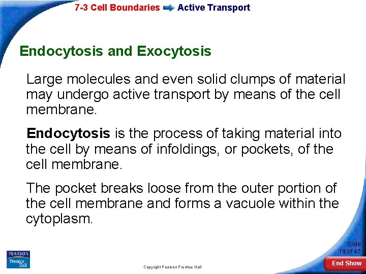 7 -3 Cell Boundaries Active Transport Endocytosis and Exocytosis Large molecules and even solid 7 -3 Cell Boundaries Active Transport Endocytosis and Exocytosis Large molecules and even solid