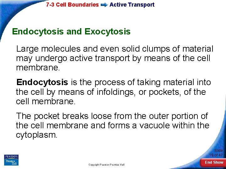 7 -3 Cell Boundaries Active Transport Endocytosis and Exocytosis Large molecules and even solid