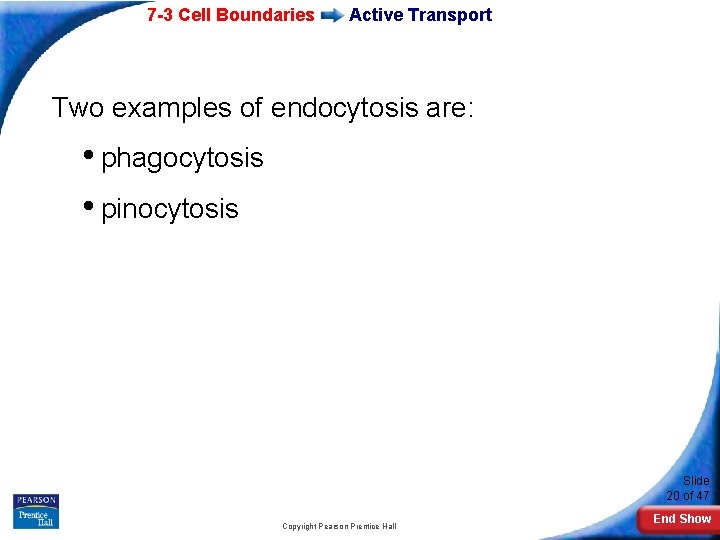 7 -3 Cell Boundaries Active Transport Two examples of endocytosis are: • phagocytosis •