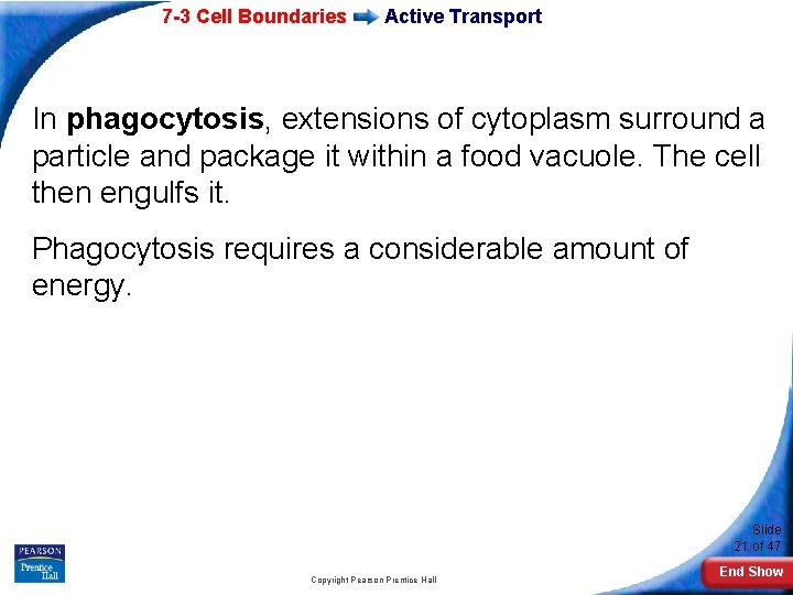 7 -3 Cell Boundaries Active Transport In phagocytosis, extensions of cytoplasm surround a particle 7 -3 Cell Boundaries Active Transport In phagocytosis, extensions of cytoplasm surround a particle