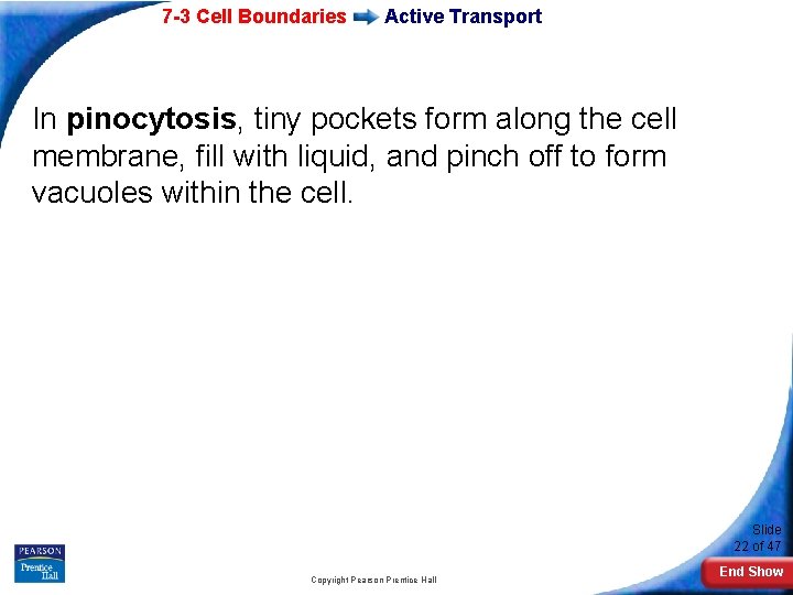 7 -3 Cell Boundaries Active Transport In pinocytosis, tiny pockets form along the cell 7 -3 Cell Boundaries Active Transport In pinocytosis, tiny pockets form along the cell