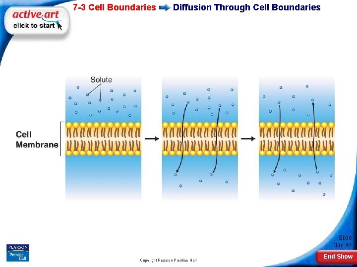7 -3 Cell Boundaries Diffusion Through Cell Boundaries Slide 3 of 47 Copyright Pearson