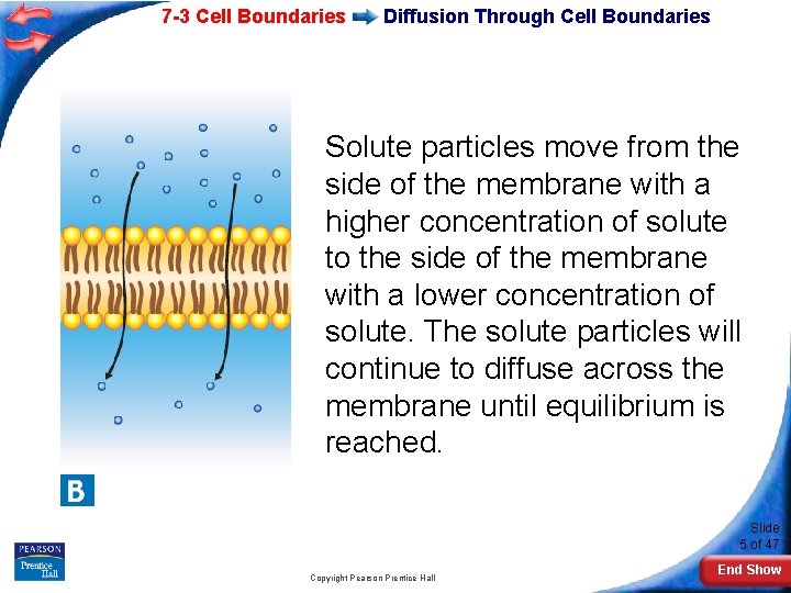 7 -3 Cell Boundaries Diffusion Through Cell Boundaries Solute particles move from the side