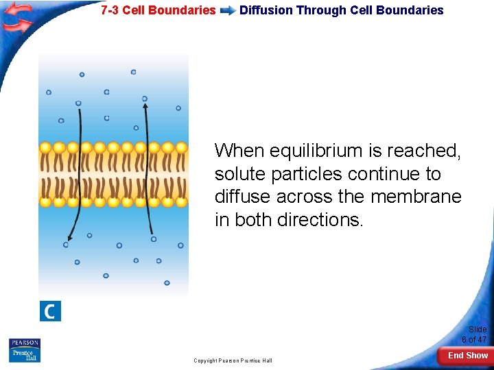 7 -3 Cell Boundaries Diffusion Through Cell Boundaries When equilibrium is reached, solute particles 7 -3 Cell Boundaries Diffusion Through Cell Boundaries When equilibrium is reached, solute particles
