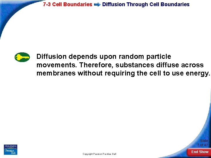 7 -3 Cell Boundaries Diffusion Through Cell Boundaries Diffusion depends upon random particle movements.