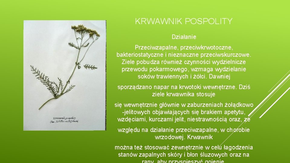 KRWAWNIK POSPOLITY Działanie Przeciwzapalne, przeciwkrwotoczne, bakteriostatyczne i nieznaczne przeciwskurczowe. Ziele pobudza również czynności wydzielnicze